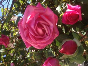 Rosa 